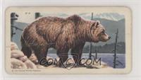 Grizzly Bear [Poor to Fair]