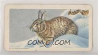 Cottontail [Poor to Fair]