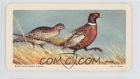 Ring-Necked Pheasant