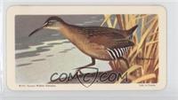 Virginia Rail