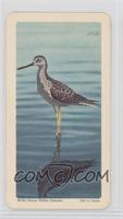 Greater Yellowlegs