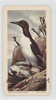 Common Murre