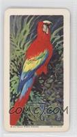 Scarlet Macaw