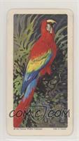 Scarlet Macaw