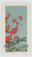 Scarlet Ibis