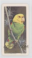 Yellow-Headed Parrot