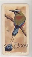 Turquoise-Browed Motmot