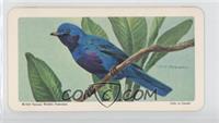 Lovely Cotinga