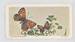 1965 Brooke Bond Red Rose Butterflies of North America - Tea [Base] - American Blue Backs #29 - American Copper