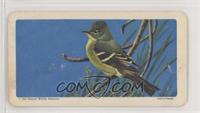 Yellow-Bellied Flycatcher [Good to VG‑EX]
