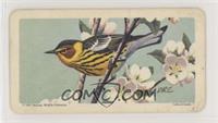 Cape May Warbler [Poor to Fair]