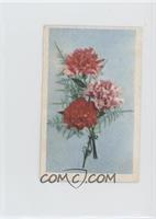 Carnation (Dianthus Caryophyllus)