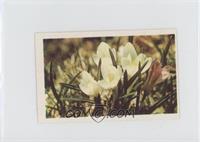 Crocus (Crocus)