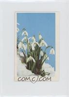 Snowdrop (Galanthus)