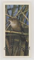 Reed Warbler