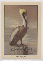 Pelican