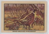 Ring-Necked Pheasant [Poor to Fair]