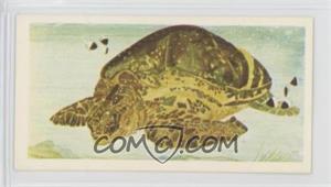 1978 Brooke Bond Vanishing Wildlife - Tea [Base] #1 - Green Turtle