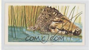 1978 Brooke Bond Vanishing Wildlife - Tea [Base] #38 - Estuarine Crocodile [Good to VG‑EX]