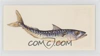 Mackerel