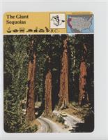 The Giant Sequoias