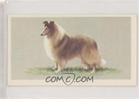 The Rough Collie [Good to VG‑EX]