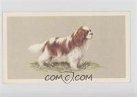 The Cavalier King Charles Spaniel [Good to VG‑EX]