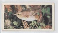 Wood Warbler [Good to VG‑EX]