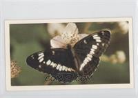 White Admiral