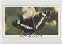 White Admiral [Good to VG‑EX]