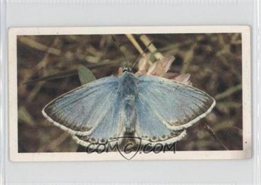 1983 Doncella British Butterflies - Tobacco [Base] #18 - Chalkhill Blue [Good to VG‑EX]