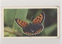 Small Copper [Poor to Fair]