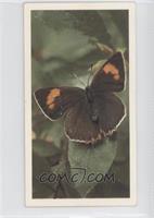 Brown Hairstreak