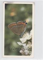 Black Hairstreak [Noted]