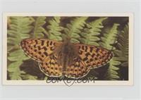 Pearl - Bordered Fritillary [Good to VG‑EX]
