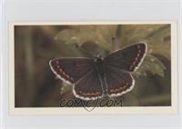 Brown Argus [Good to VG‑EX]