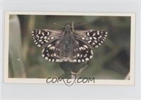 Grizzled Skipper