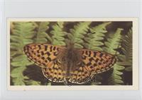 Pearl- Bordered Fritillary [Good to VG‑EX]