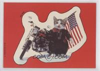 American Biker Cat