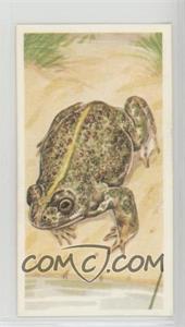 1990 Brooke Bond A Journey Downstream - Tea [Base] #20 - Natterjack Toad