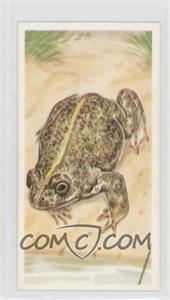 1990 Brooke Bond A Journey Downstream - Tea [Base] #20 - Natterjack Toad