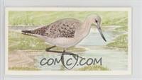 Greenshank