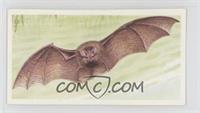 The Greater Horseshoe Bat