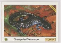 Blue-spotted Salamander