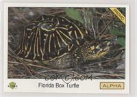 Florida Box Turtle