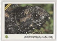 Northern Snapping Turtle: Baby