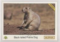 Black-tailed Prairie Dog