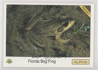 Florida Bog Frog