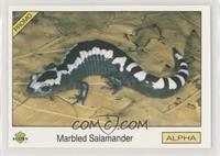 Marbled Salamander