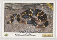 American Coral Snake [EX to NM]